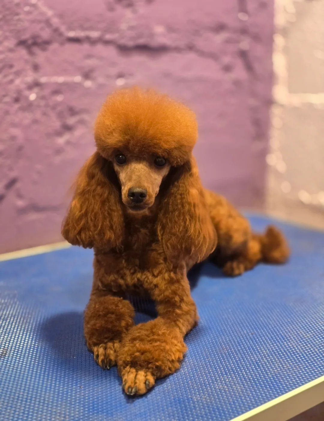 Cersei, caniche enano, Rojo