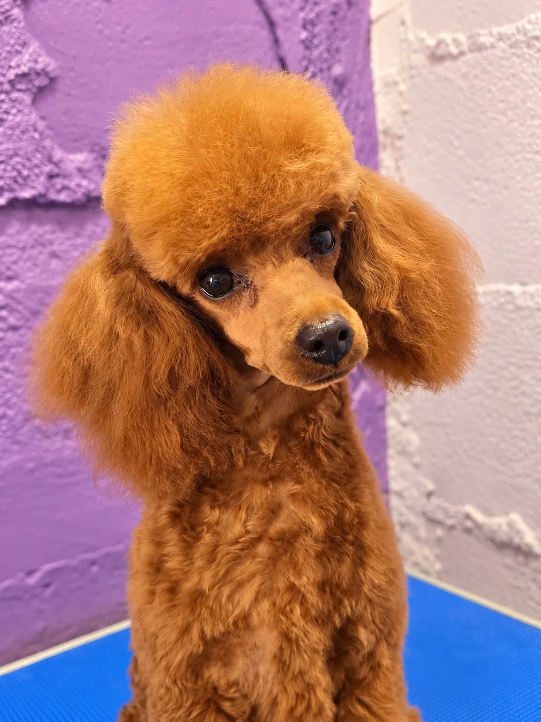 Betha, caniche toy, Rojo