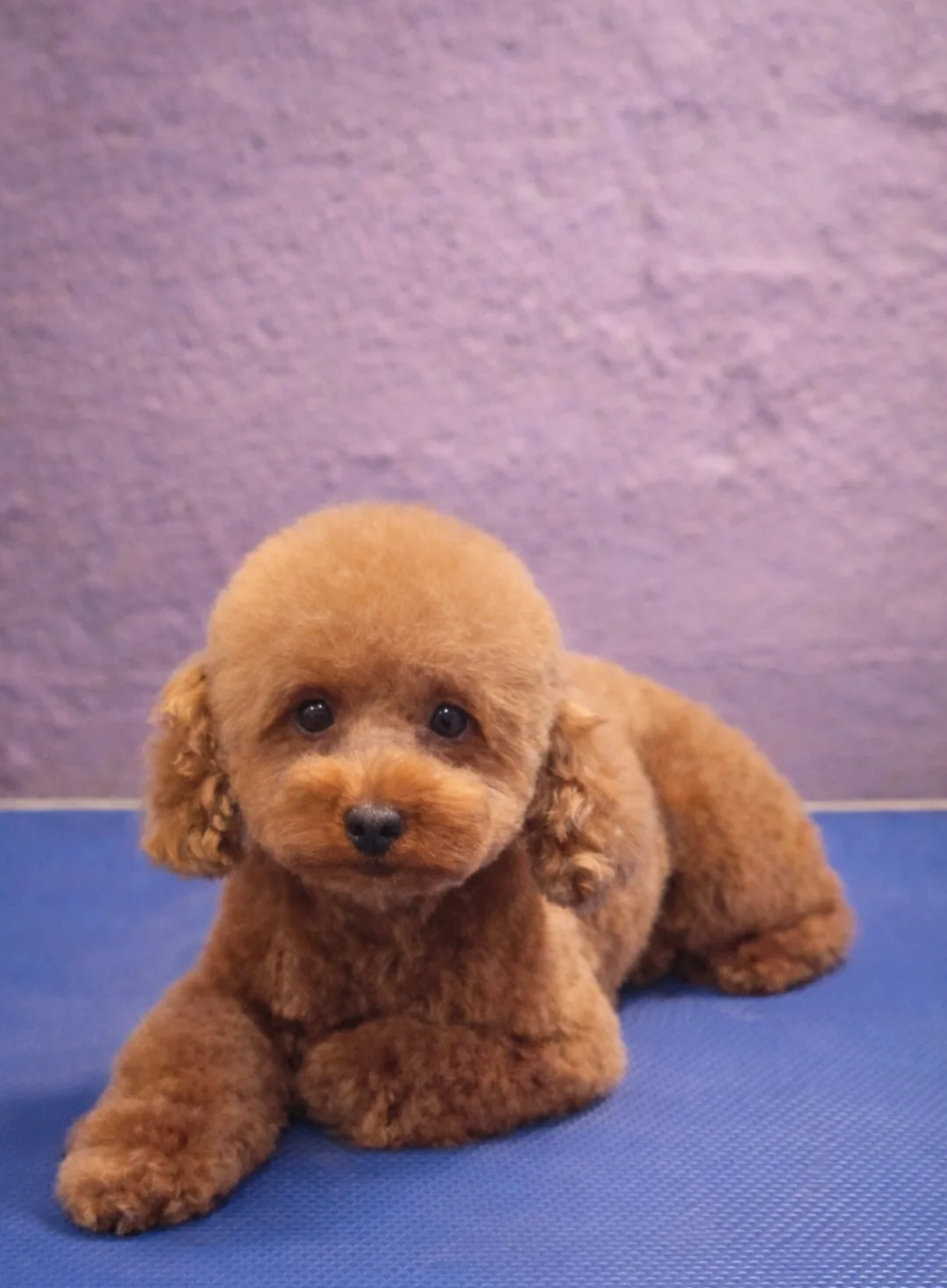 Visenya, caniche toy, Rojo