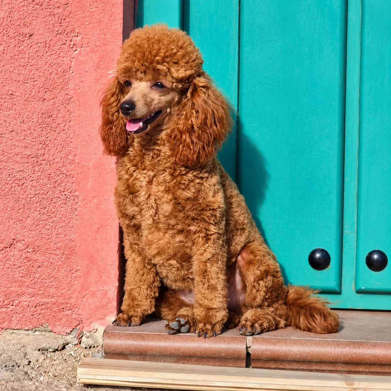 Yara, caniche toy, Rojo