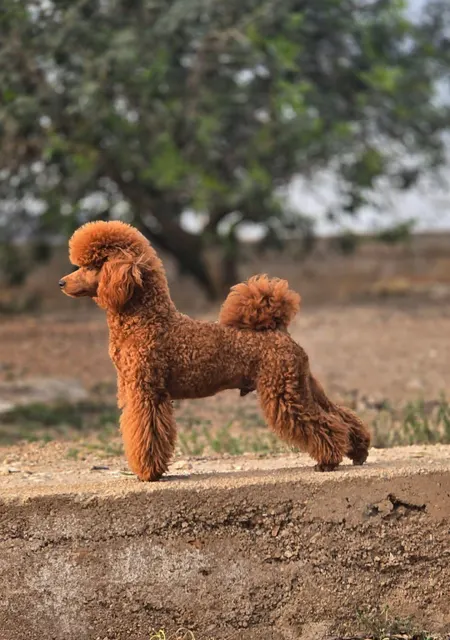 Jaime, caniche enano, Rojo