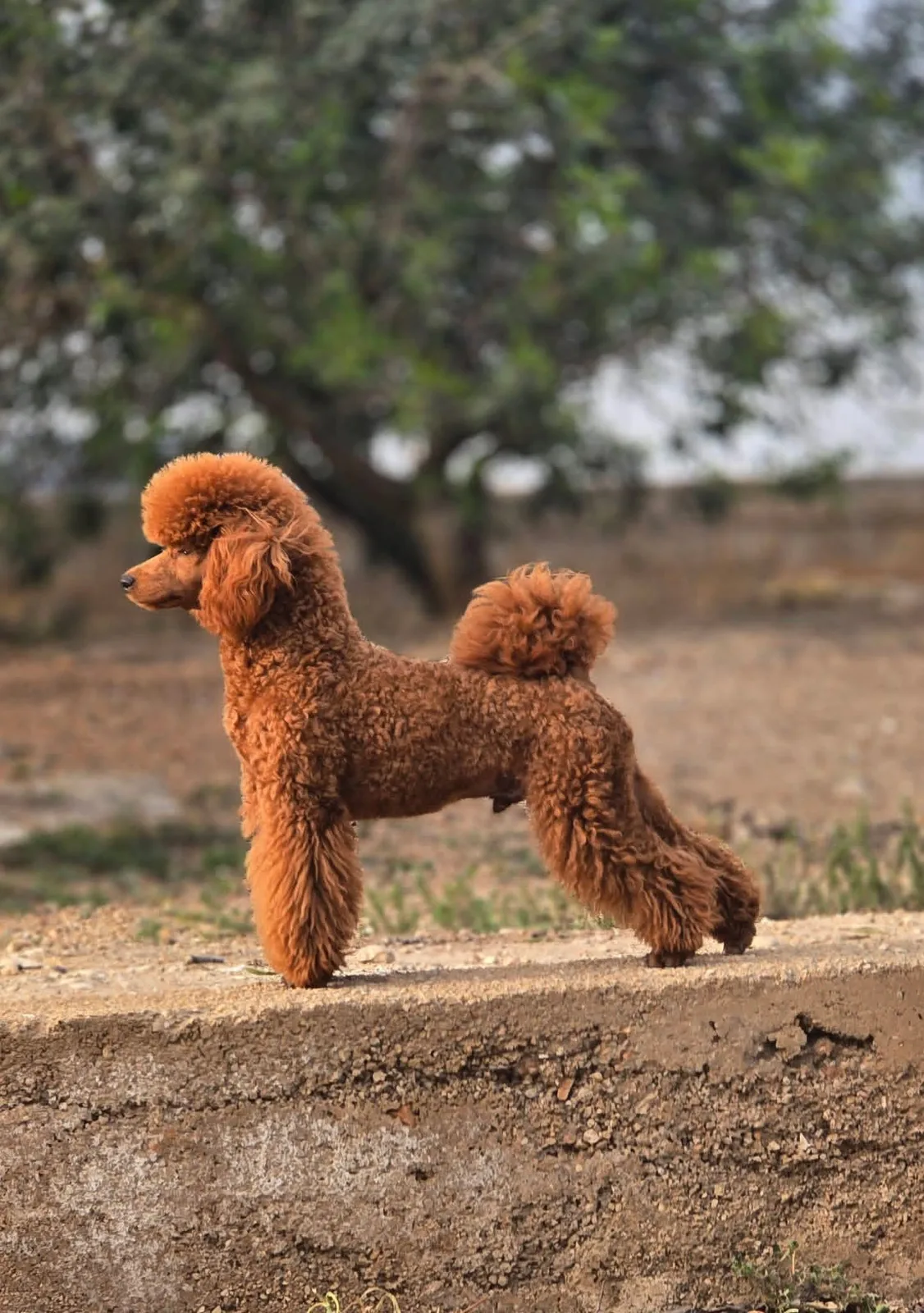 Jaime, caniche enano, Rojo, foto 1 de 2