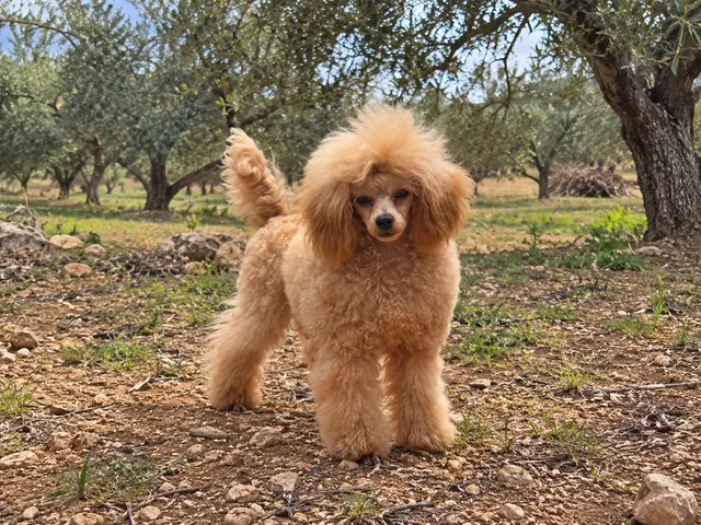Rhaegar, caniche toy, Apricot