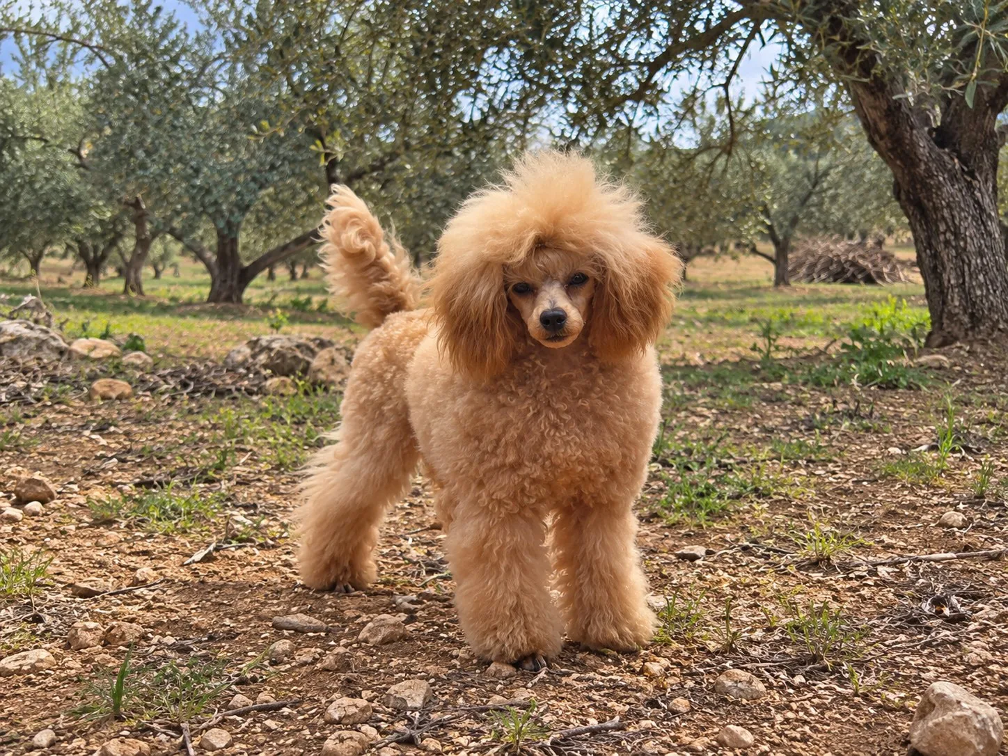 Rhaegar, caniche toy, Apricot, foto 1 de 2