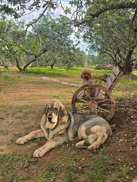 Perro de Dracarys Poodles