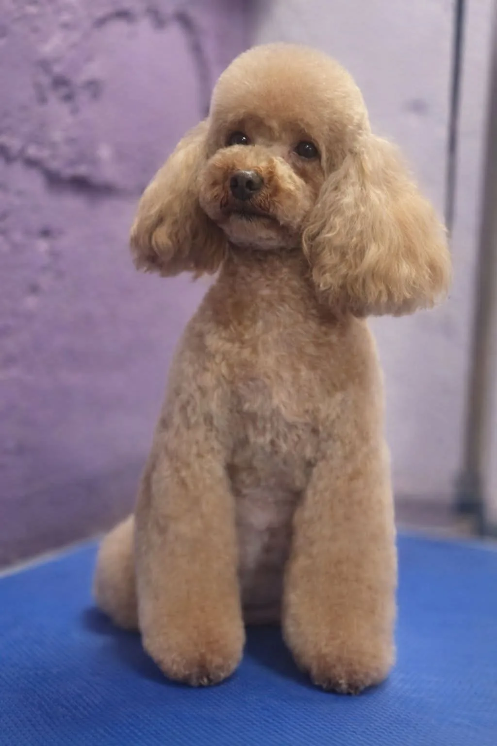 Lyanna, caniche toy, Apricot