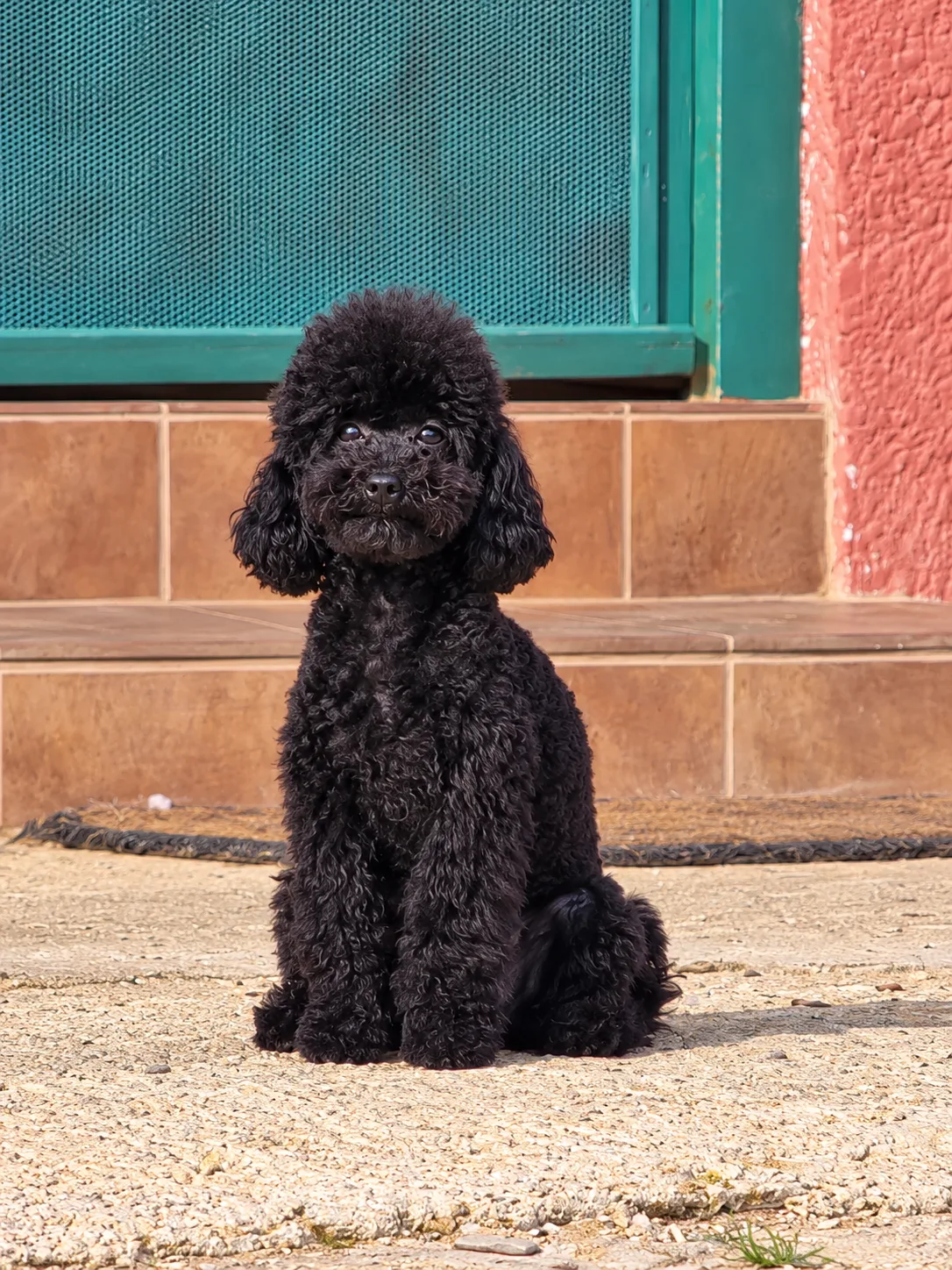 Brienne, caniche toy, Negro
