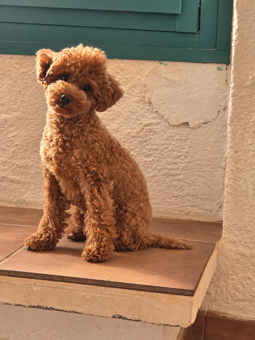 Igritte, caniche toy, Rojo