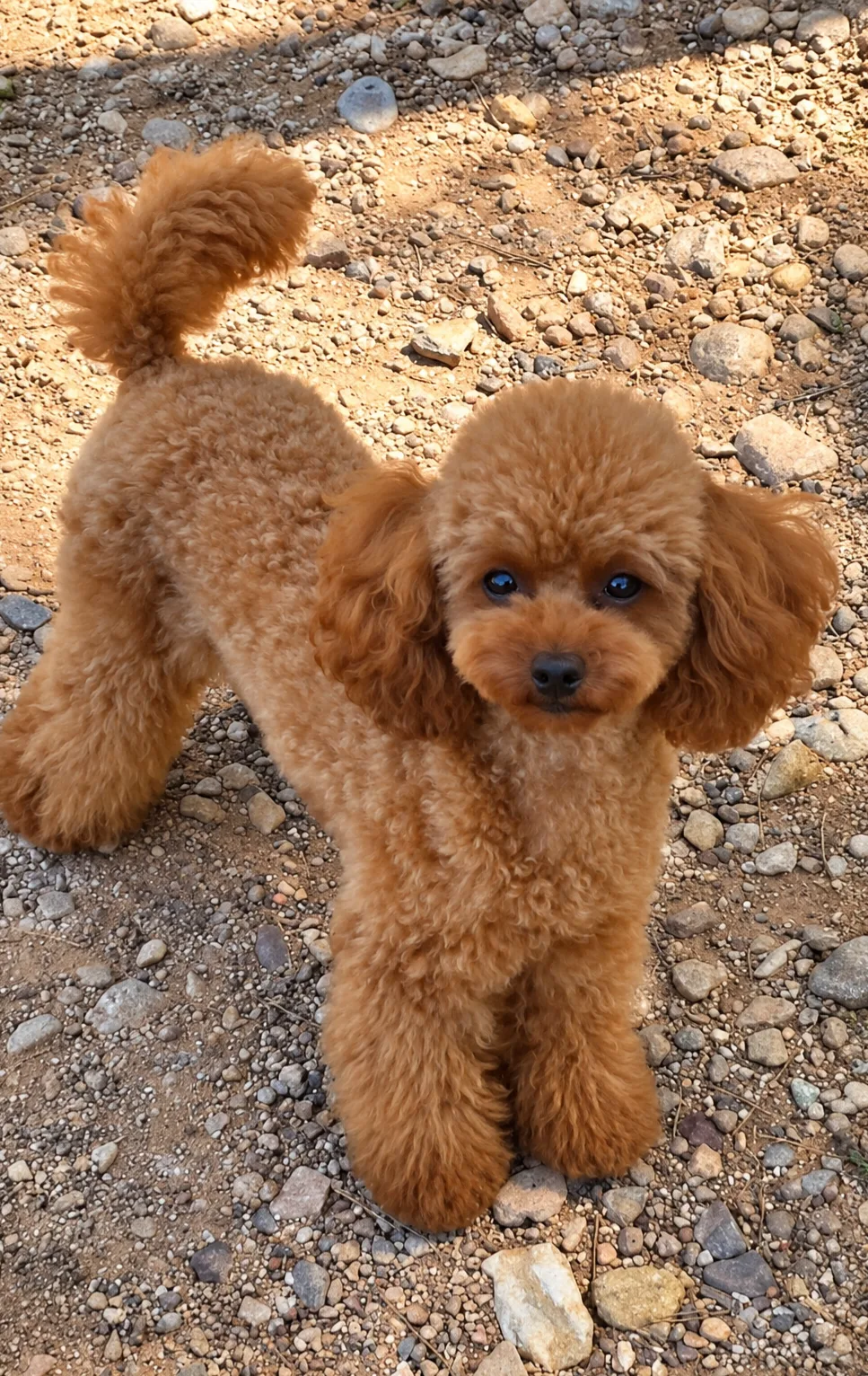 Rhaenyra, caniche toy, Rojo