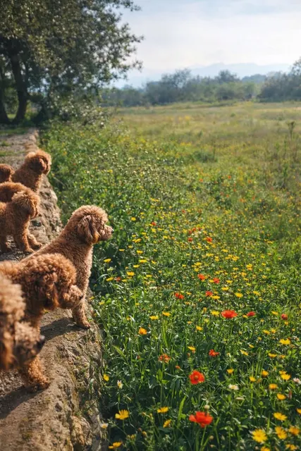 Perro de Dracarys Poodles