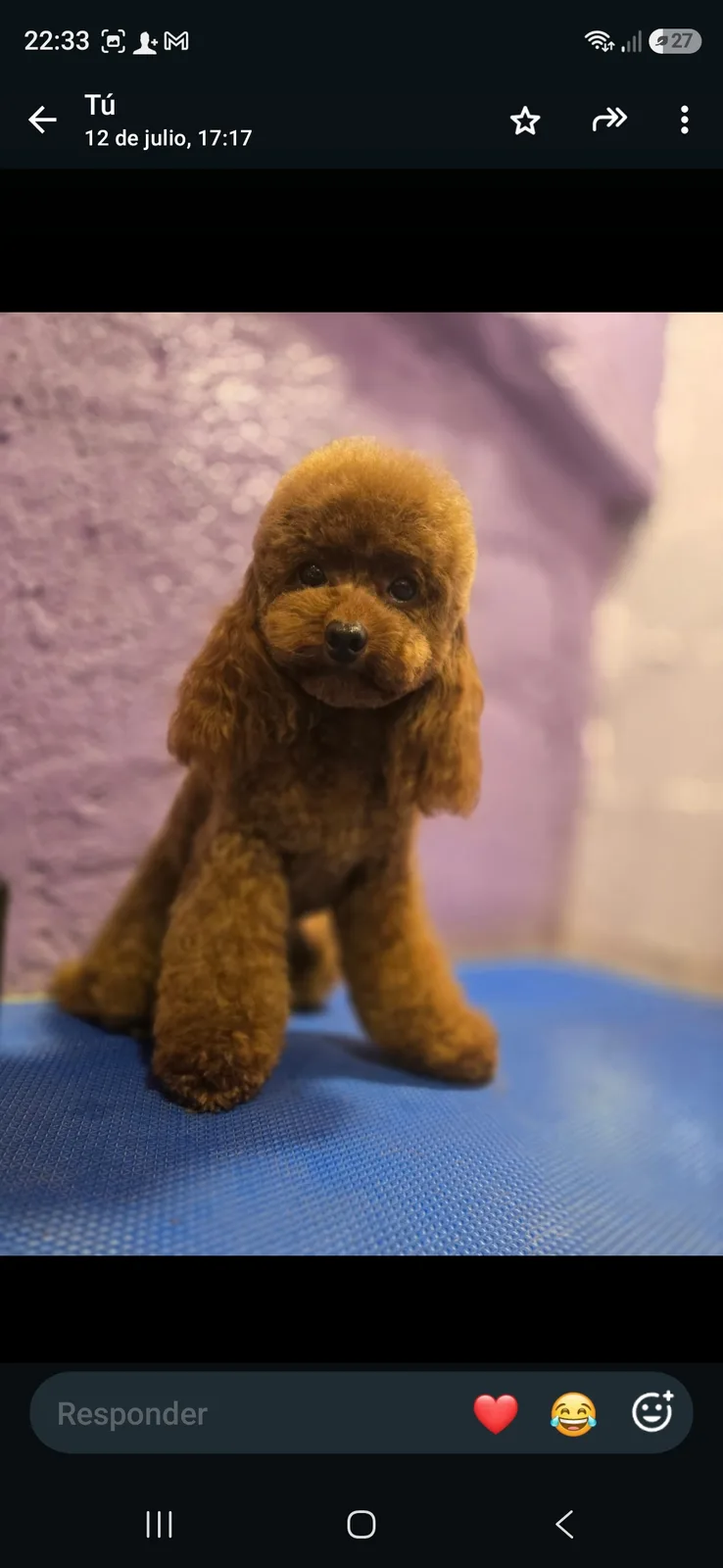 Sansa, caniche toy, Rojo