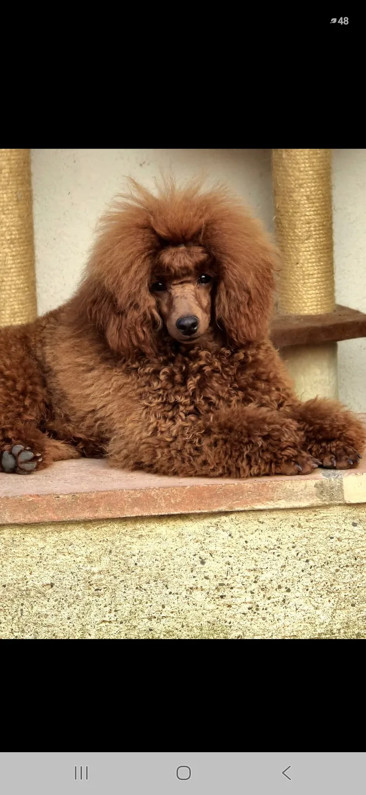 Lucerys, caniche toy, Rojo, foto 1 de 2