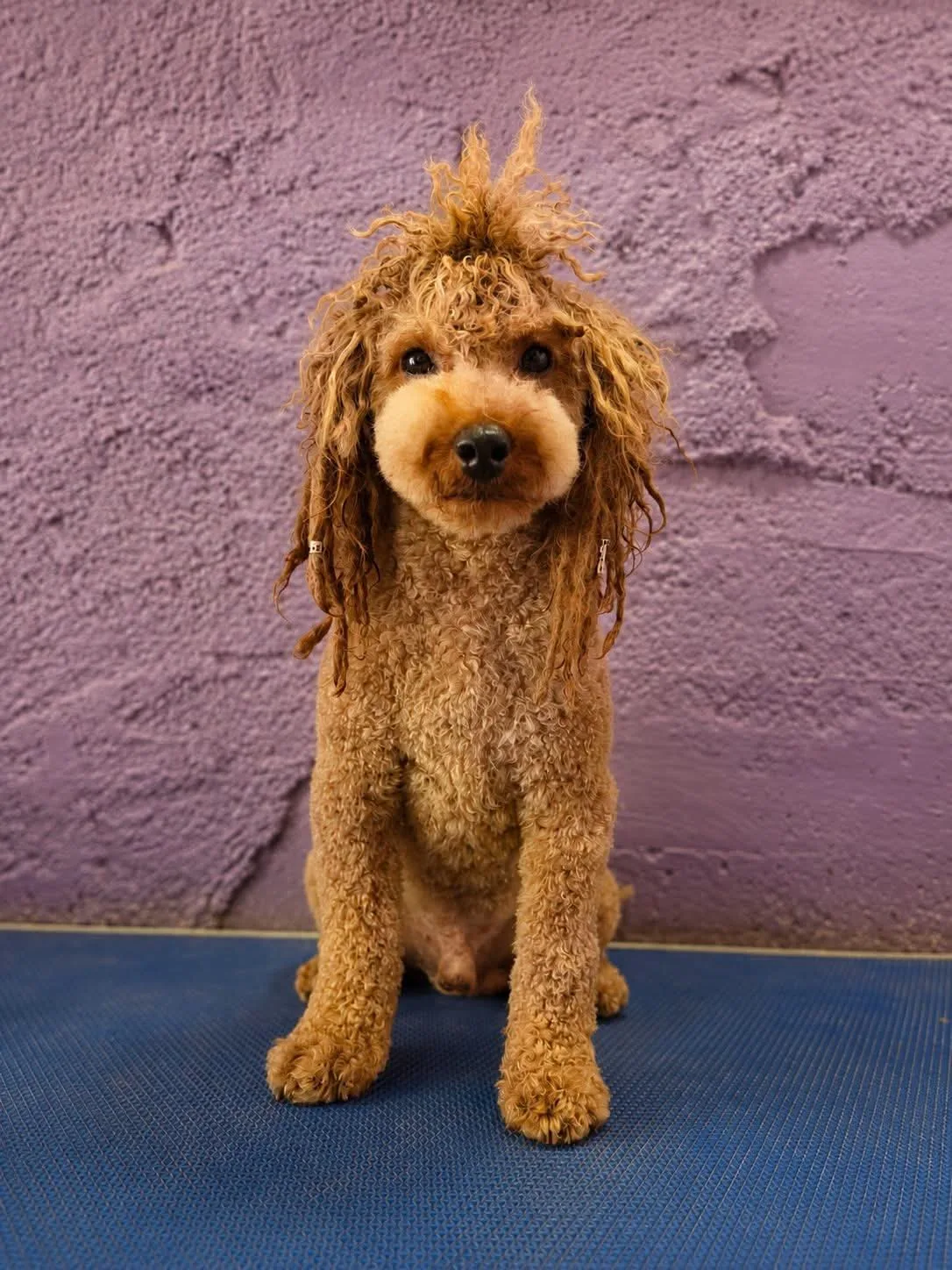 Lucerys, caniche toy, Rojo, foto 2 de 2