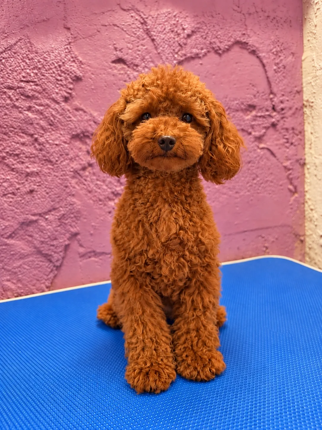Freya, caniche toy, Rojo