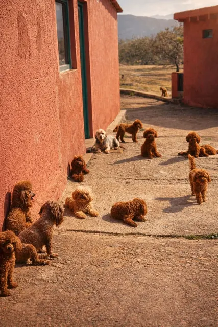 Perro de Dracarys Poodles