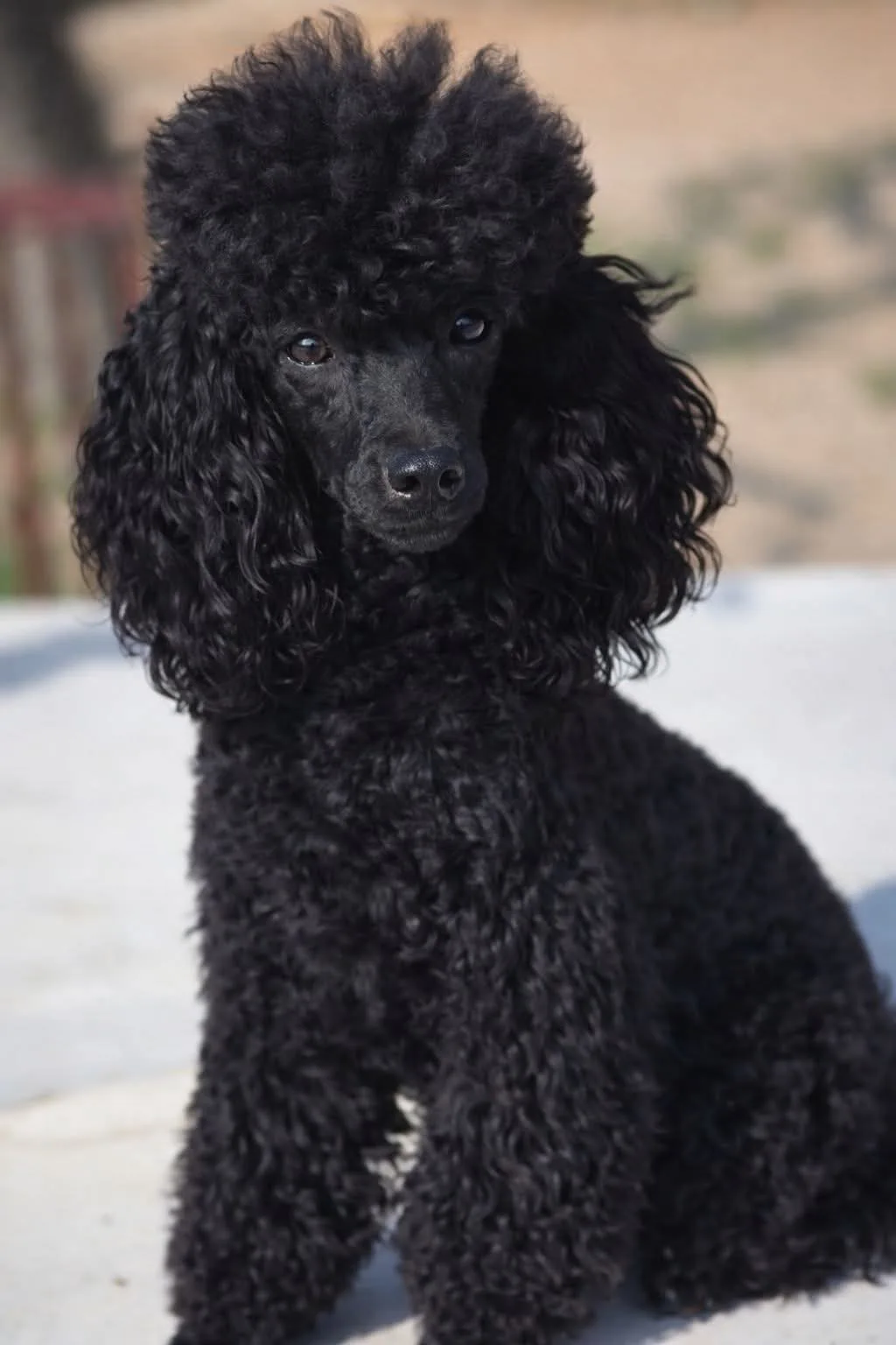 Alba, caniche toy, Negro