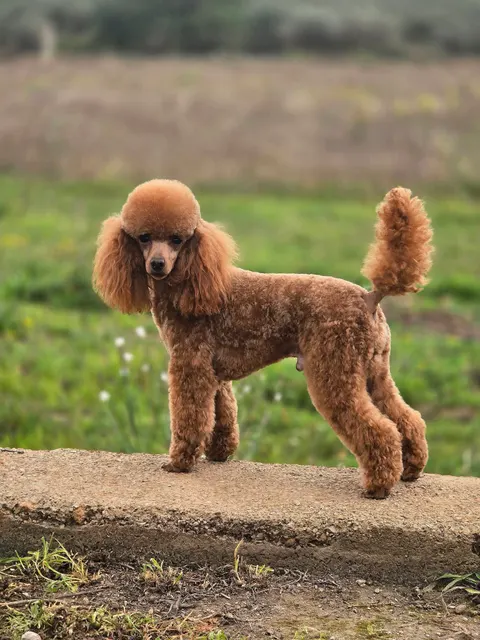 Dracarys, caniche toy, Rojo