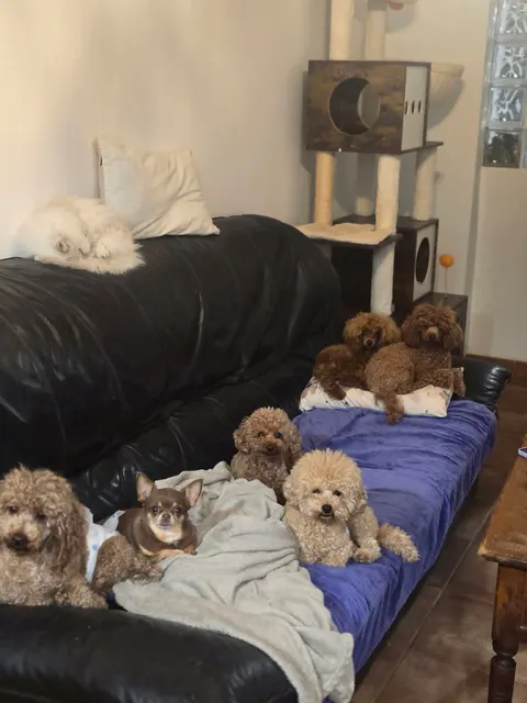 Ellos son los dueños del sofá ♥️