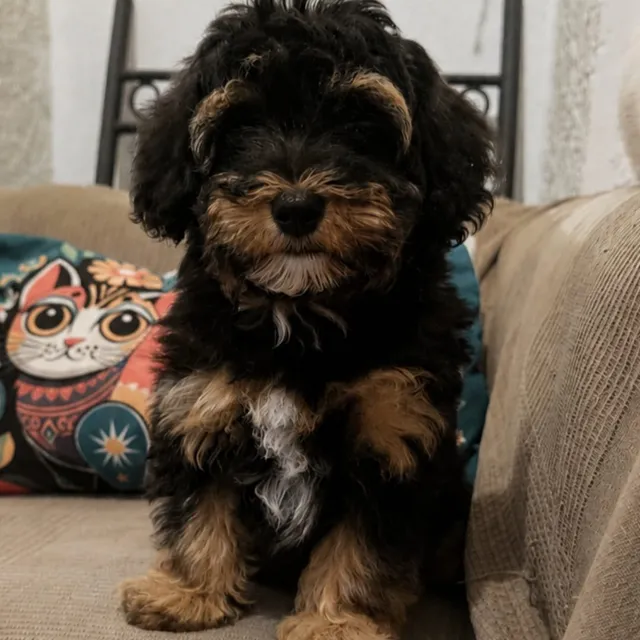 Cachorro de bichón habanero negro y fuego, con el pecho blanco, sentado en un sofá