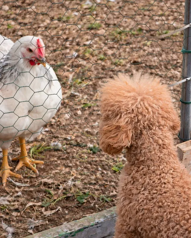 Una gallina blanca y un caniche rojo frente a frente, a cada lado de la malla del gallinero