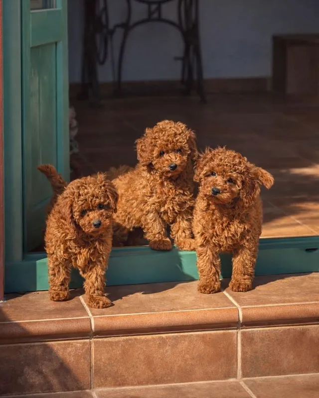 Tres cachorros de caniche rojos en el escalón de una puerta, al sol